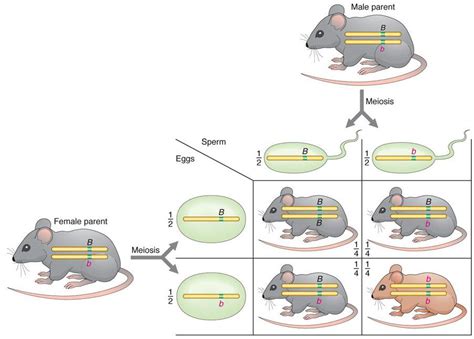 monohybrid mice|monohybrid cross generator.